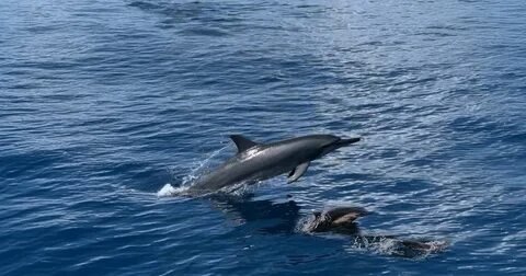 Dolphin Watching Maldives